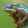 chameleon