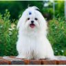 Maltese