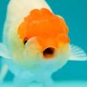 goldfish
