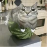 melonmonke
