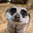 unemeerkat