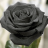 ThaDarkRose
