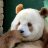 brownpanda69