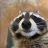 raccooneyes