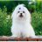 Maltese